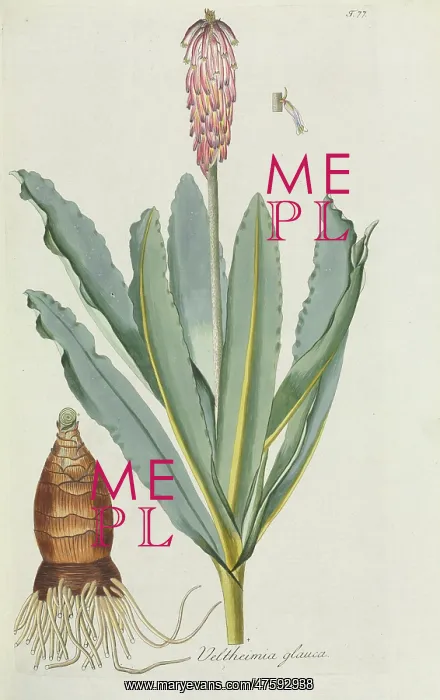 : Veltheimia glauca, lily : Veltheimia glauca, lily