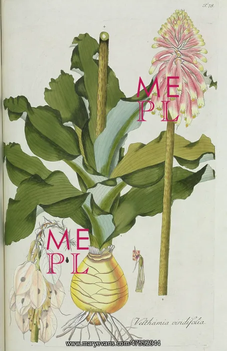 : Veltheimia viridiflora, lily : Veltheimia viridiflora, lily