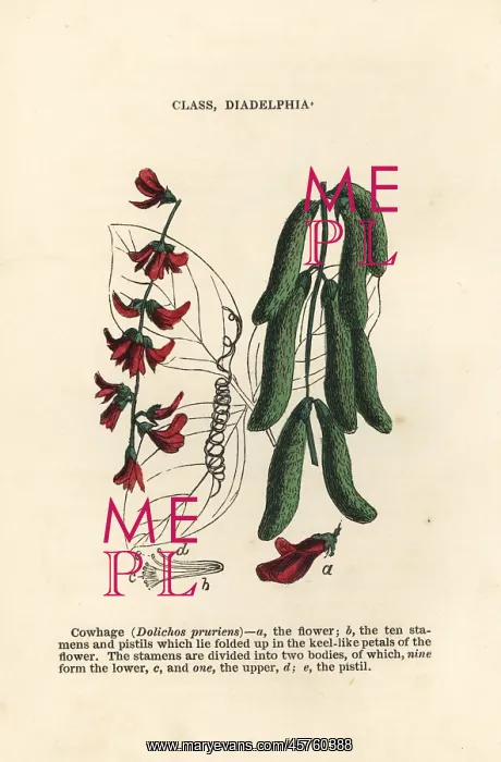 : Velvet bean, Mucuna pruriens : Velvet bean, Mucuna pruriens