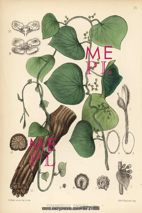 : Velvetleaf, Cissampelos pareira : Velvetleaf, Cissampelos pareira
