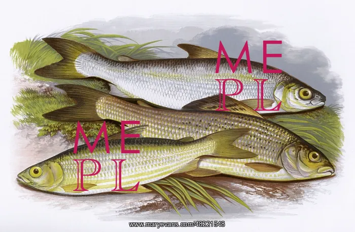 : Vendace, Gwyniad and Grayling : Vendace, Gwyniad and Grayling