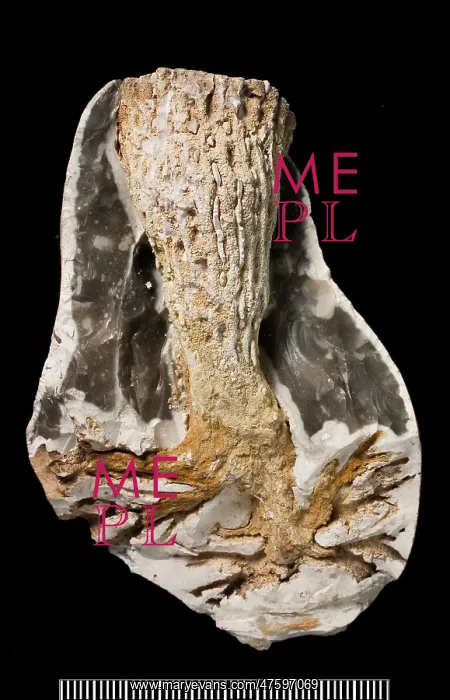 : Ventriculites, sponge : Ventriculites, sponge