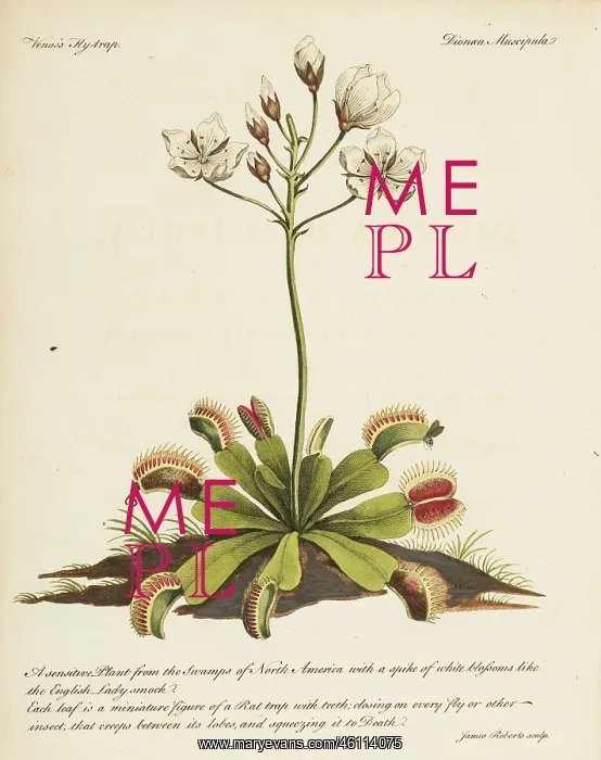 : Venus flytrap, Dion muscipula : Venus flytrap, Dion muscipula