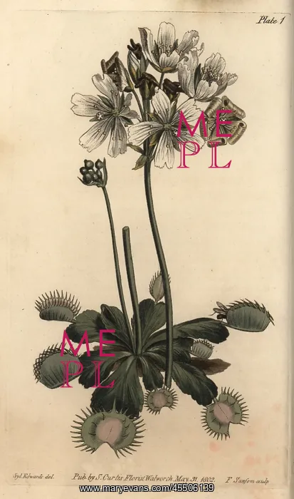 : Venus flytrap, Dionaea muscipula, carnivorous plant : Venus flytrap, Dionaea muscipula, carnivorous plant