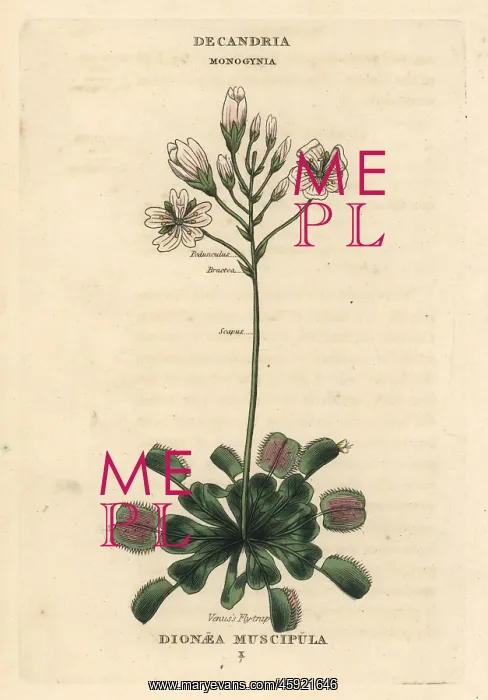 : Venus flytrap, Dionaea muscipula : Venus flytrap, Dionaea muscipula