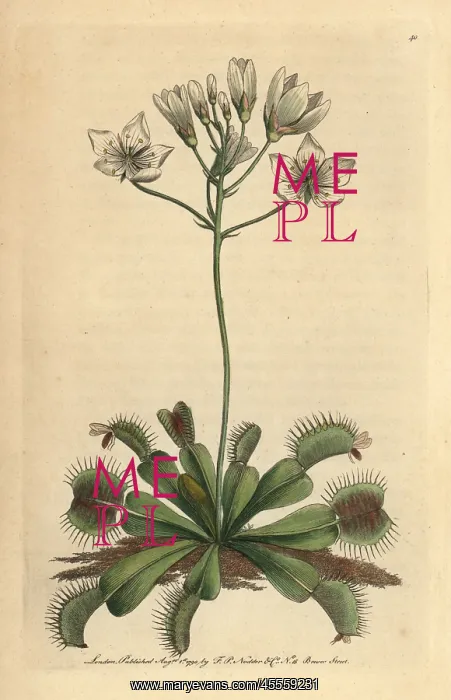 : Venus flytrap, Dionaea muscipula Carnivorous plant : Venus flytrap, Dionaea muscipula Carnivorous plant