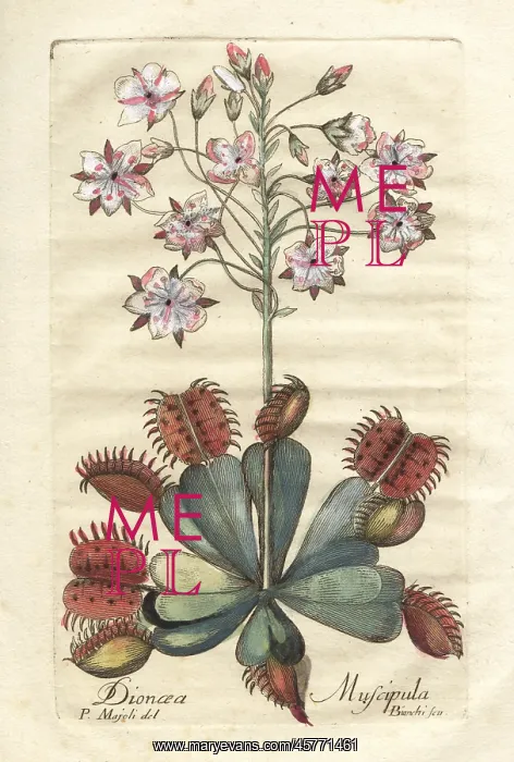 : Venus flytrap, Dionaea muscipula, vulnerable : Venus flytrap, Dionaea muscipula, vulnerable