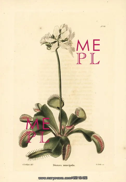 : Venus flytrap, Dionaea muscipula. Vulnerable : Venus flytrap, Dionaea muscipula. Vulnerable