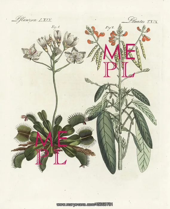 : Venus flytrap and trembling plant : Venus flytrap and trembling plant