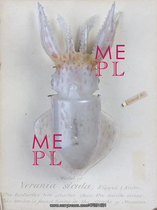 : Verania sicula, squid : Verania sicula, squid