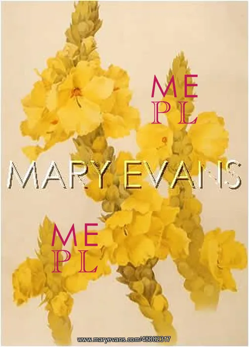 : VERBASCUM PHLOMOIDES : VERBASCUM PHLOMOIDES