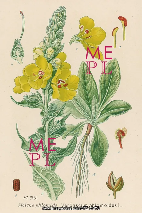 : Verbascum Phlomoides - Orange mullein