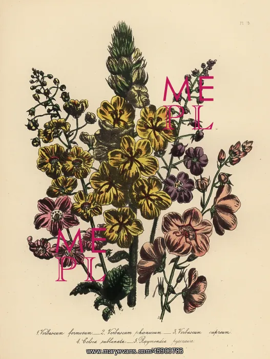 : Verbascum species : Verbascum species