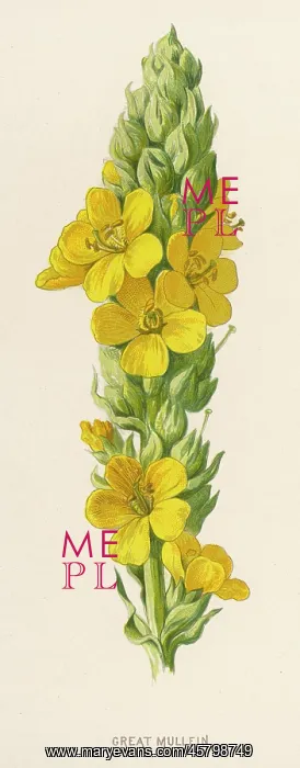  : VERBASCUM THAPSUS