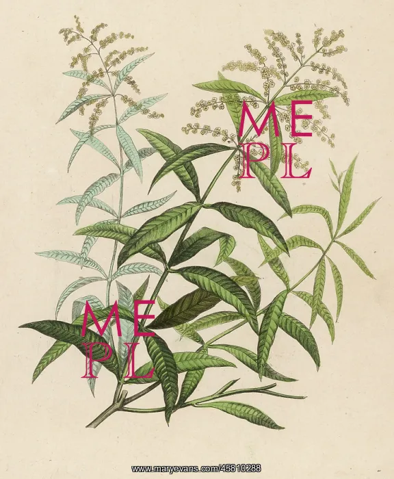  : VERBENA. Also called Verveine or Vervain