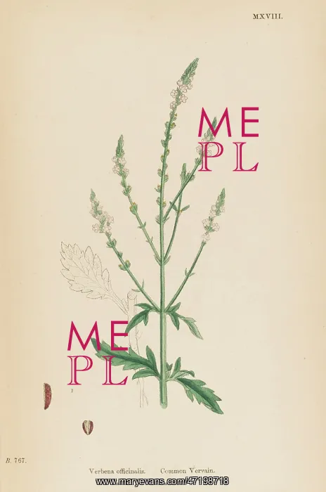  : VERBENA OFFICINALIS