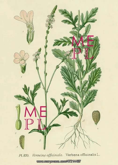  : VERBENA OFFICINALIS