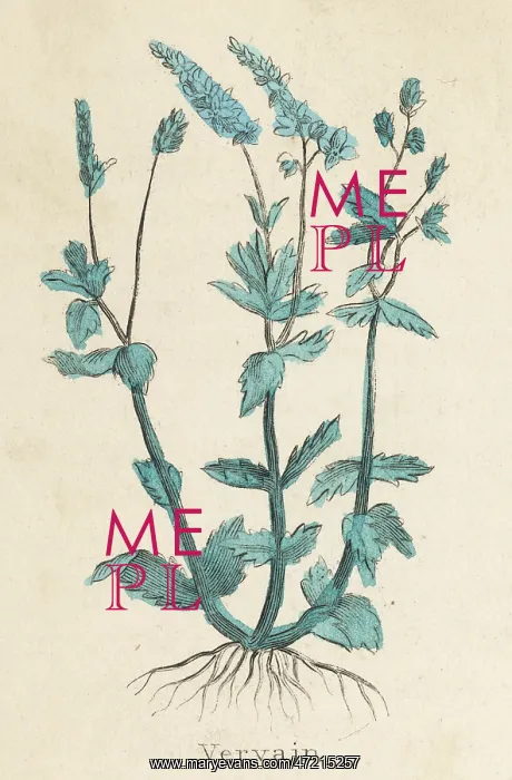  : VERBENA OFFICINALIS