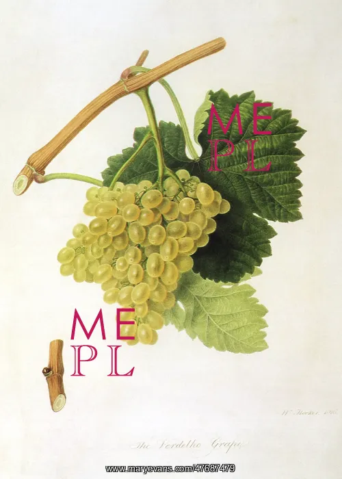  : Verdelho Grapes