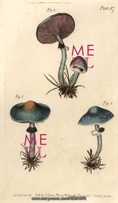 : Verdigris mushroom or verdigris agaric, Stropharia : Verdigris mushroom or verdigris agaric, Stropharia