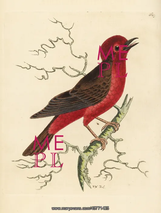 : Vermilion flycatcher, Pyrocephalus rubinus : Vermilion flycatcher, Pyrocephalus rubinus