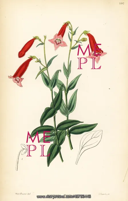 : Vermilion penstemon, Penstemon miniatus : Vermilion penstemon, Penstemon miniatus