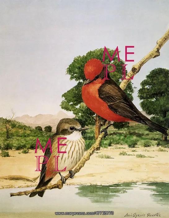 : Vermillion Flycatchers, Pyrocephalus rubinus : Vermillion Flycatchers, Pyrocephalus rubinus