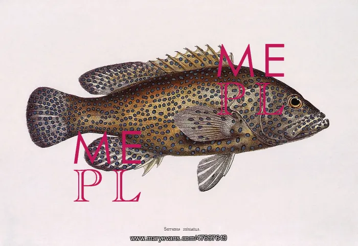: Vermillion Seabass : Vermillion Seabass
