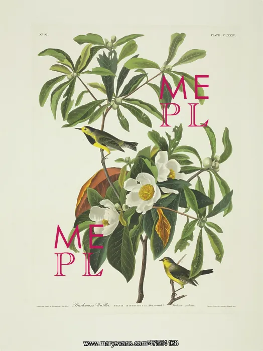 : Vermivora bachmanii, Bachman's warbler : Vermivora bachmanii, Bachman's warbler