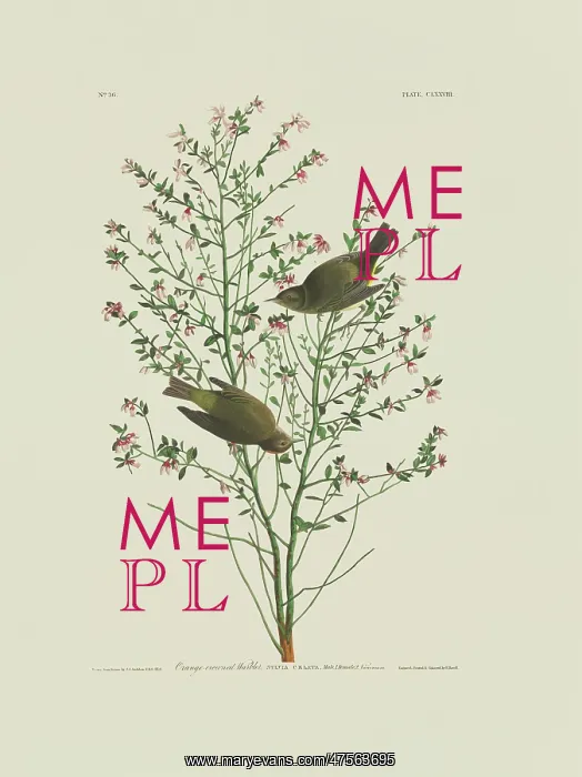 : Vermivora celata, orange-crowned warbler : Vermivora celata, orange-crowned warbler