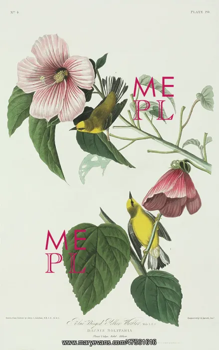 : Vermivora pinus, blue-winged warbler : Vermivora pinus, blue-winged warbler