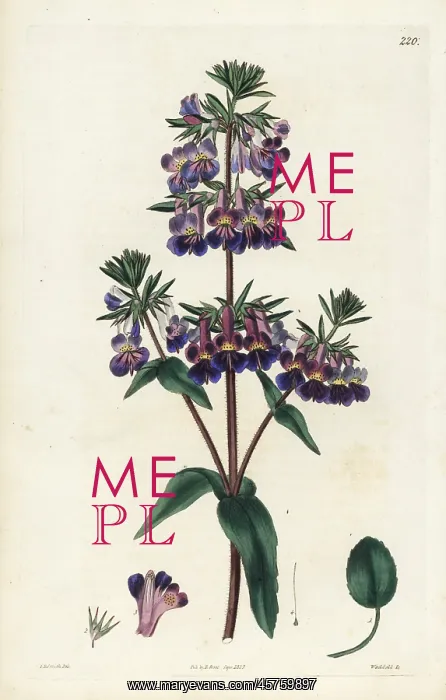 : Vernal collinsia, Collinsia verna : Vernal collinsia, Collinsia verna