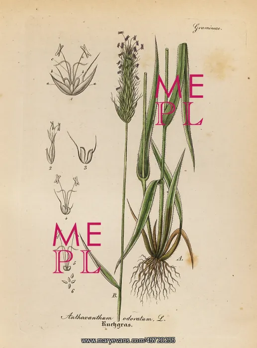 : Vernal grass or vanilla grass, Anthoxathum odoratum : Vernal grass or vanilla grass, Anthoxathum odoratum