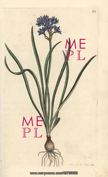 : Vernal or spring squill, Scilla verna : Vernal or spring squill, Scilla verna