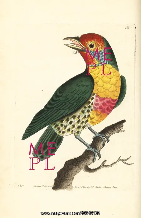 : Versicoloured barbet, Eubucco versicolor : Versicoloured barbet, Eubucco versicolor