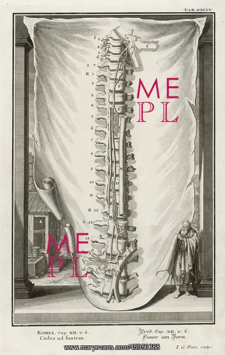  : VERTEBRAE 2