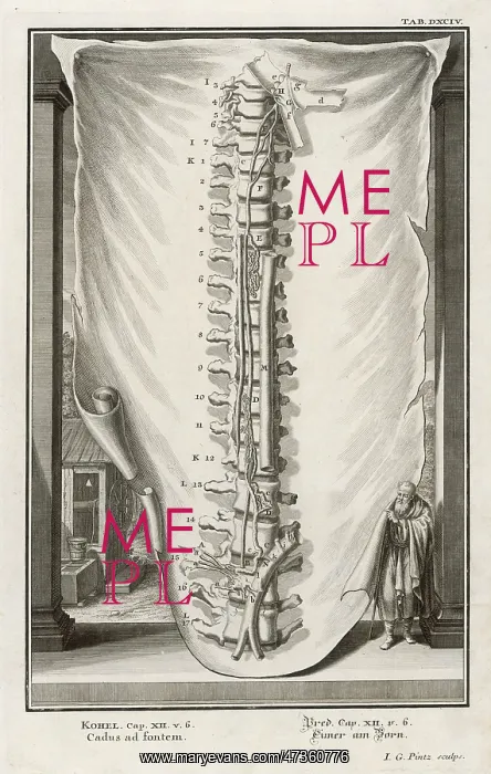  : VERTEBRAE 2