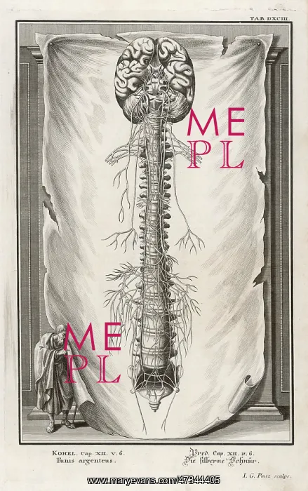  : VERTEBRAE