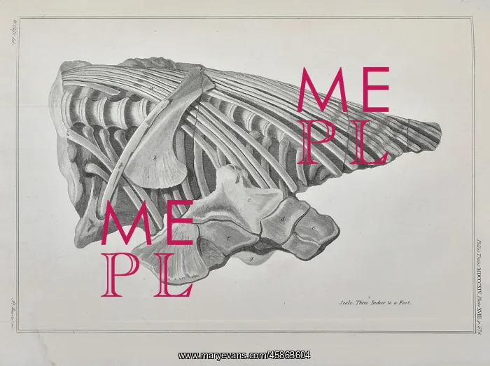 : Vertebrae and ribs of an ichthyosaur : Vertebrae and ribs of an ichthyosaur