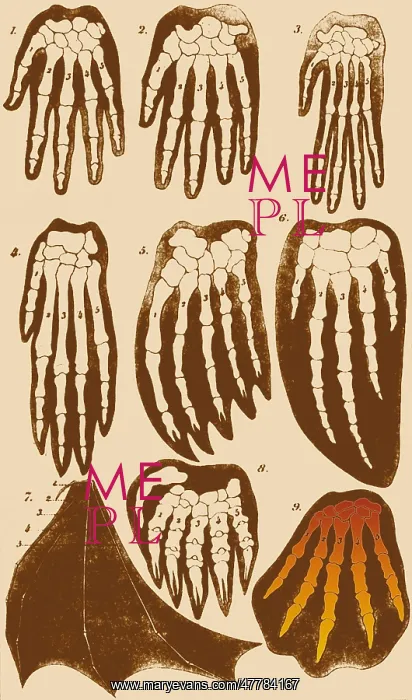 : Vertebrate Mammal Forefeet, Ernst Haeckel : Vertebrate Mammal Forefeet, Ernst Haeckel