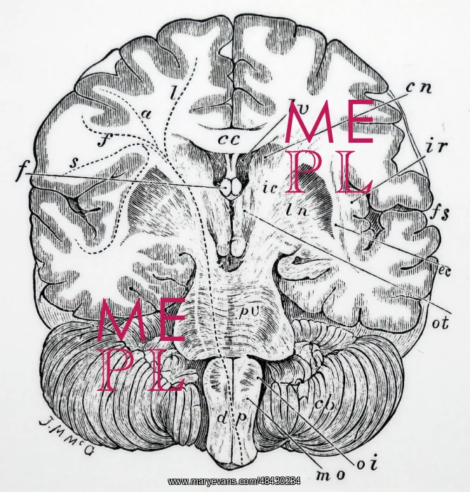  : Vertical transverse section of the human brain