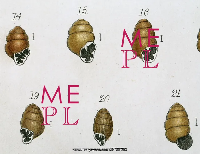 : Vertigo sp. marsh whorl snails : Vertigo sp. marsh whorl snails