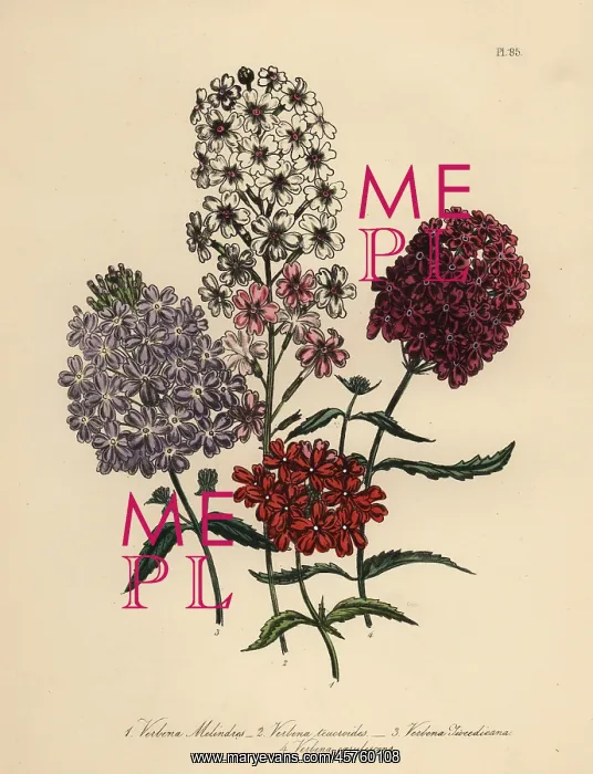 : Vervain or Verbena species : Vervain or Verbena species