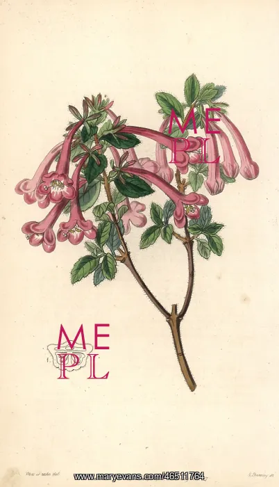 : Vesalea floribunda : Vesalea floribunda
