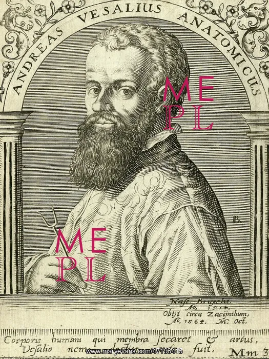  : Vesalius - Ammon 1650
