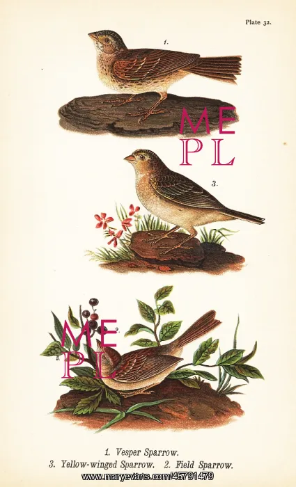 : Vesper sparrow, grasshopper sparrow and field sparrow : Vesper sparrow, grasshopper sparrow and field sparrow