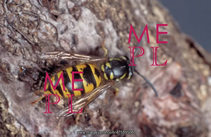 : Vespula vulgaris, common wasp : Vespula vulgaris, common wasp