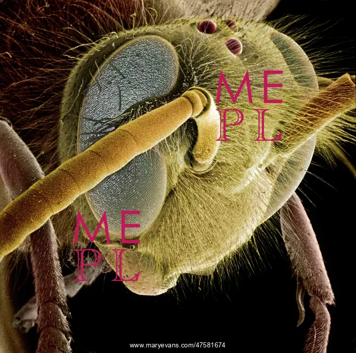 : Vespula vulgaris, common wasp : Vespula vulgaris, common wasp