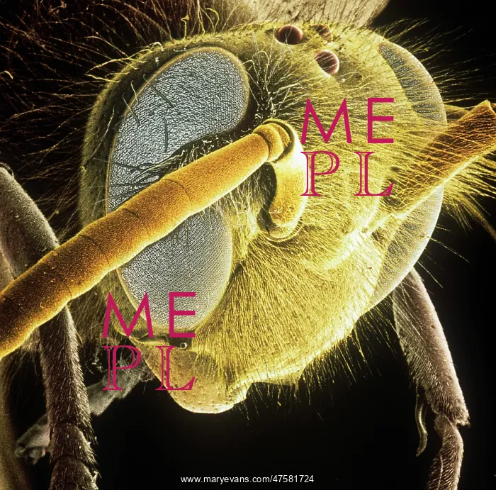 : Vespula vulgaris, common wasp : Vespula vulgaris, common wasp