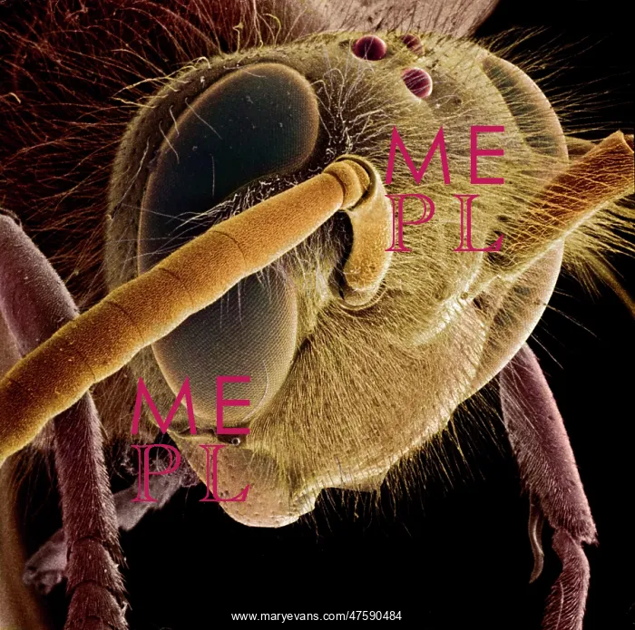 : Vespula vulgaris, common wasp : Vespula vulgaris, common wasp
